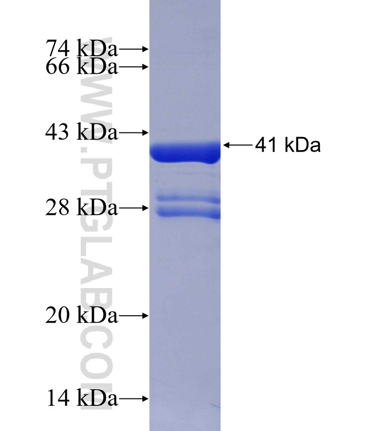 VSX2 fusion protein Ag23035 SDS-PAGE