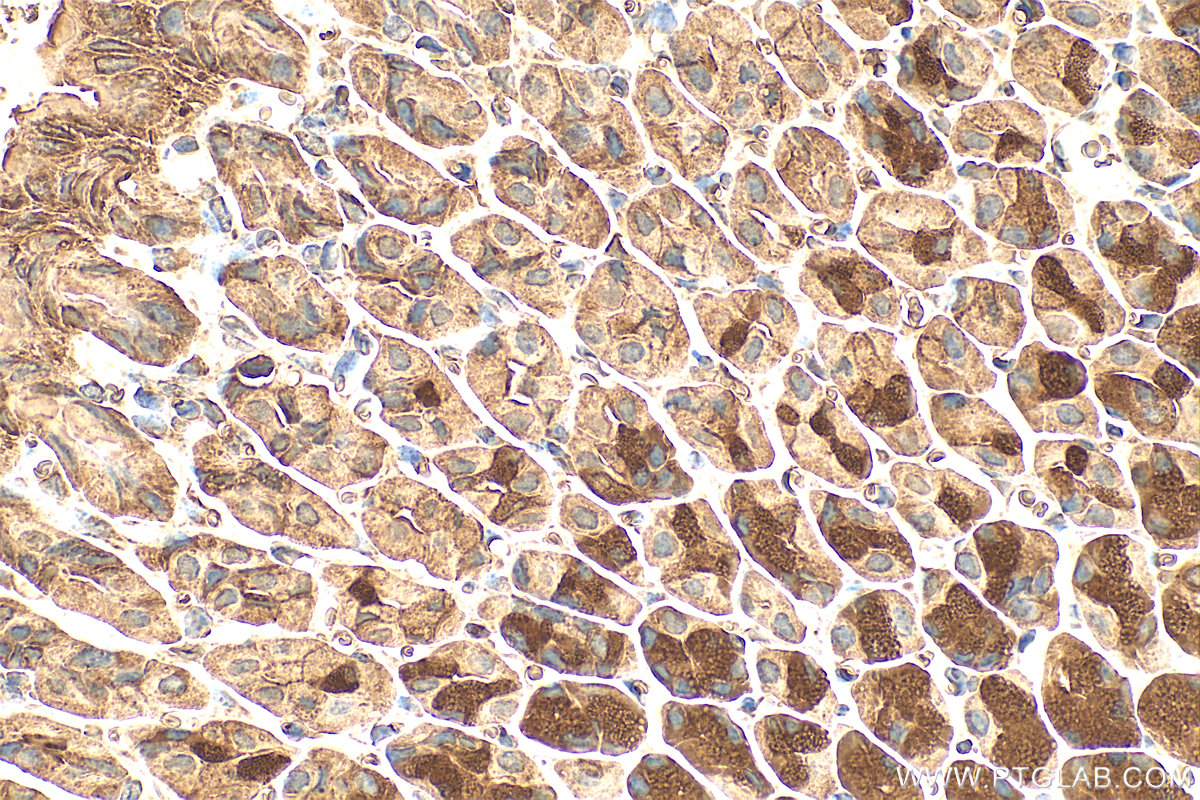 IHC staining of mouse stomach using 15786-1-AP