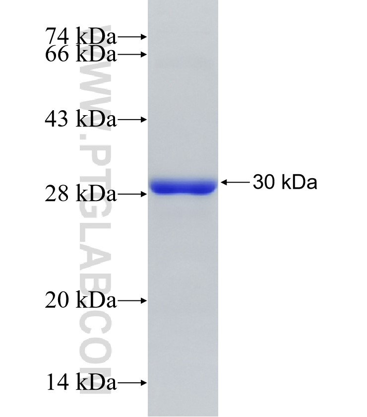 VTI1A fusion protein Ag34016 SDS-PAGE VTI1A fusion protein Ag34016 SDS-PAGE