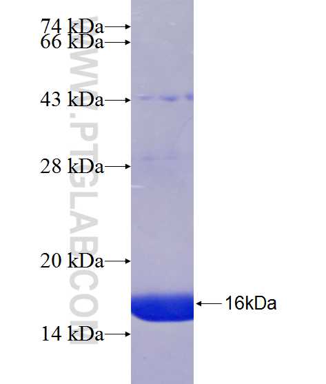 VWC2 fusion protein Ag24679 SDS-PAGE VWC2 fusion protein Ag24679 SDS-PAGE