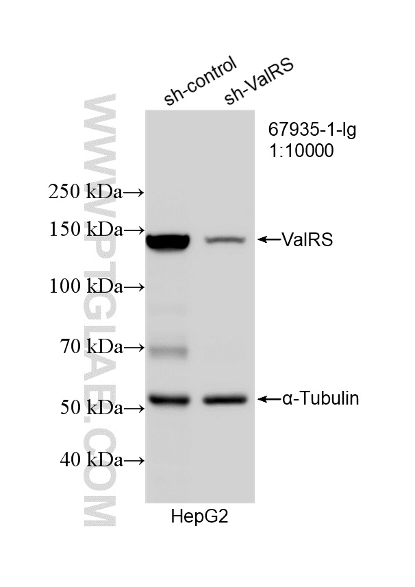 WB result of ValRS antibody (<a class='green' href='/productredirect?CatalogNo=67935-1-Ig' target='_blank'>67935-1-Ig</a>; 1:10000; incubated at room temperature for 1.5 hours) with sh-Control and sh-ValRS transfected HepG2 cells. This data was developed using the same antibody clone with 67935-1-PBS in a different storage buffer formulation. WB analysis of HepG2 using 67935-1-Ig (same clone as 67935-1-PBS)
