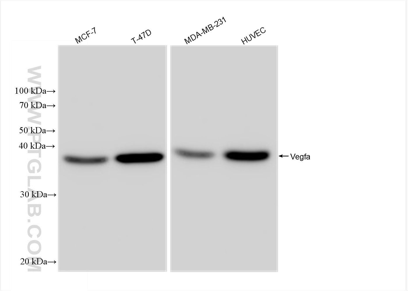 WB analysis using 82864-16-RR (same clone as 82864-16-PBS)