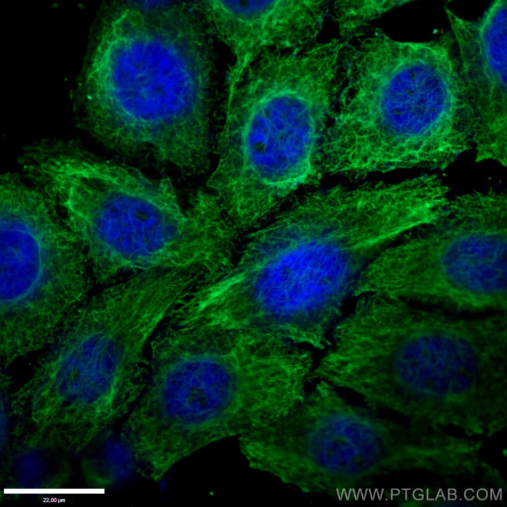 IF Staining of HepG2 using 60330-1-Ig (same clone as 60330-1-PBS)