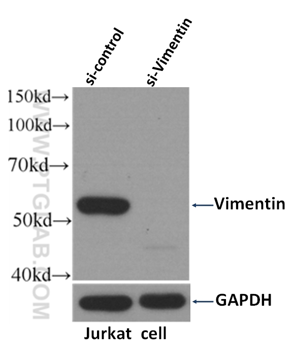 WB analysis of Jurkat cells using 60330-1-Ig