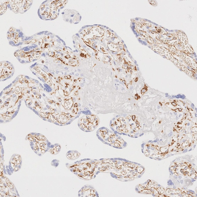 IHC staining of human placenta using 80232-1-RR