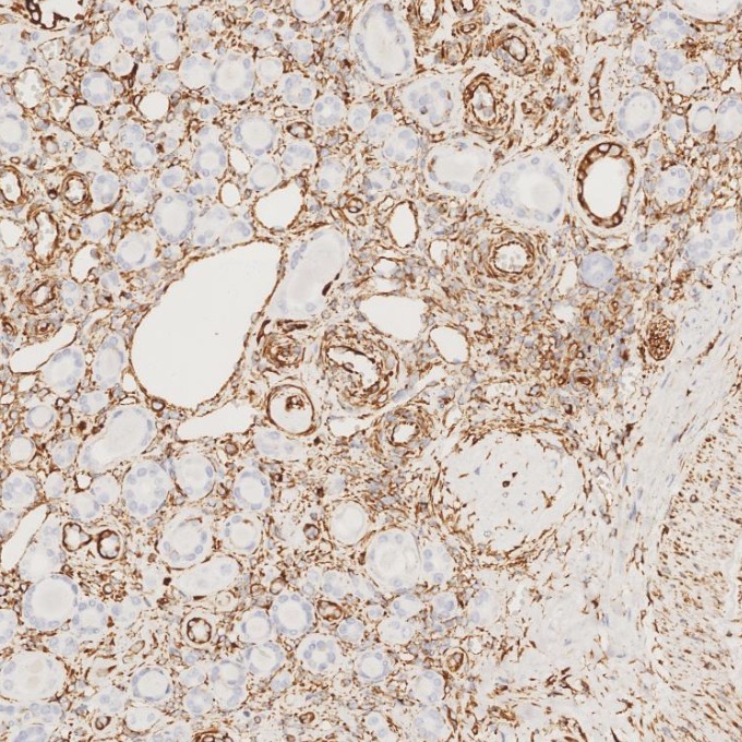 IHC staining of human kidney using 80232-1-RR