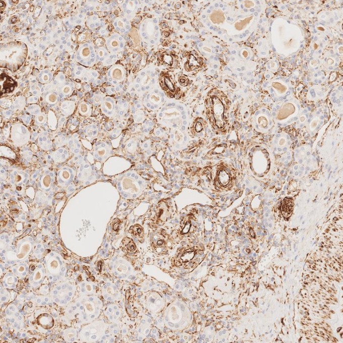 IHC staining of human kidney using 80232-1-RR
