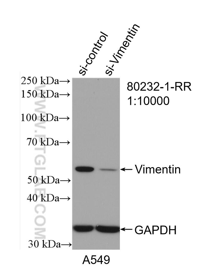 WB analysis of A549 using 80232-1-RR