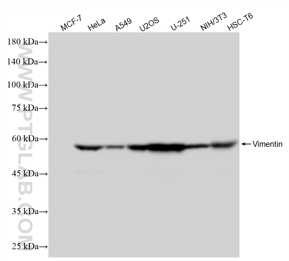 WB analysis using 80232-1-RR