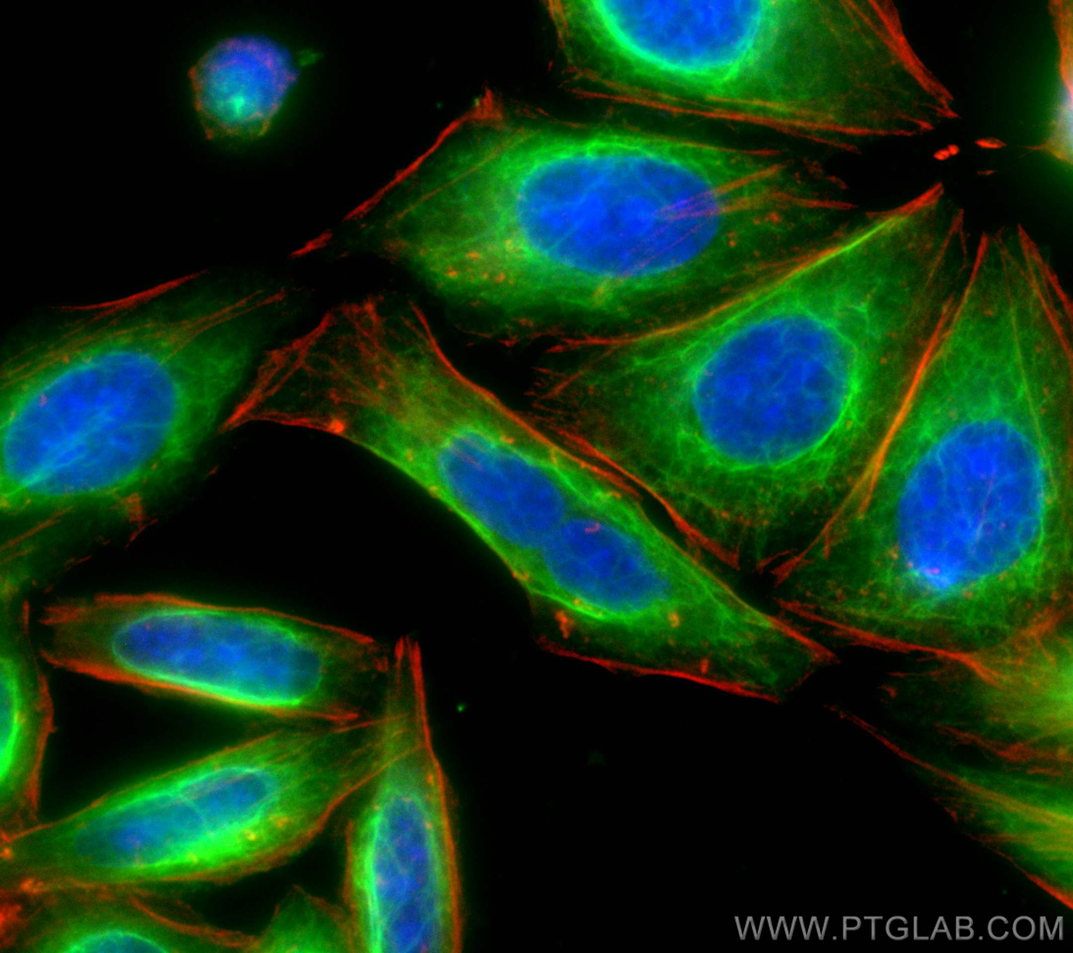 IF Staining of HepG2 using CL488-10366