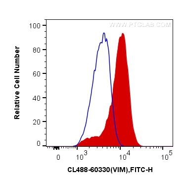 Vimentin