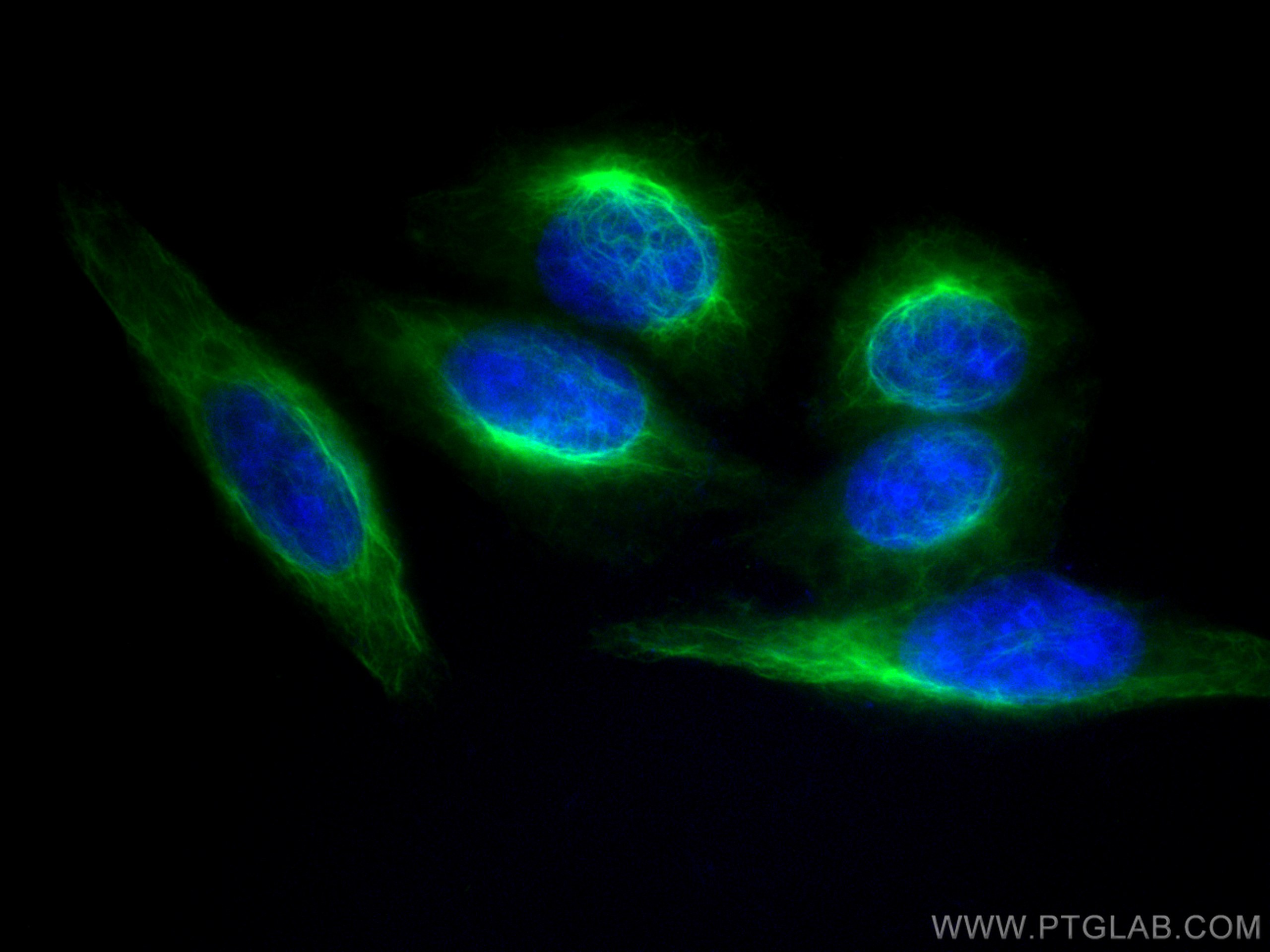 IF Staining of HepG2 using CL488-60330