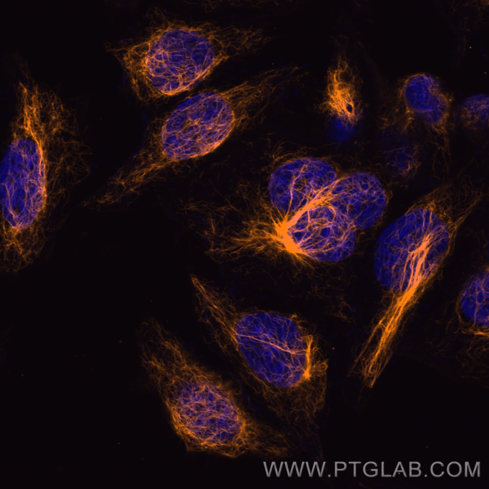 IF Staining of HepG2 using CL555-60330