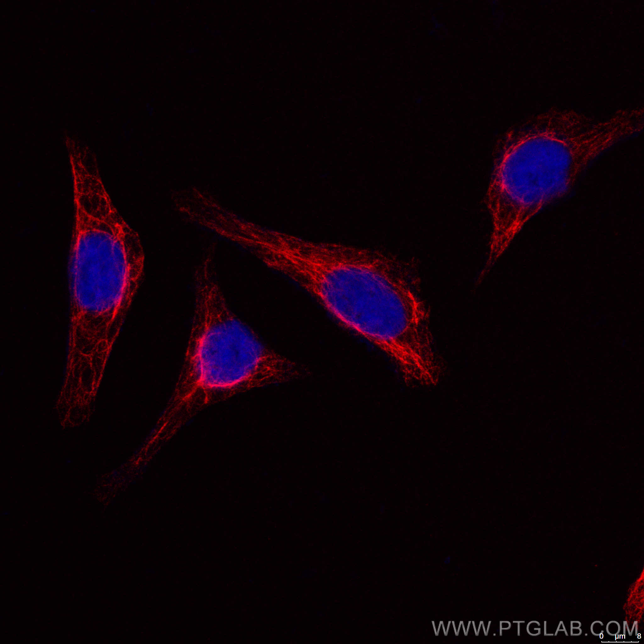 IF Staining of HepG2 using CL594-60330