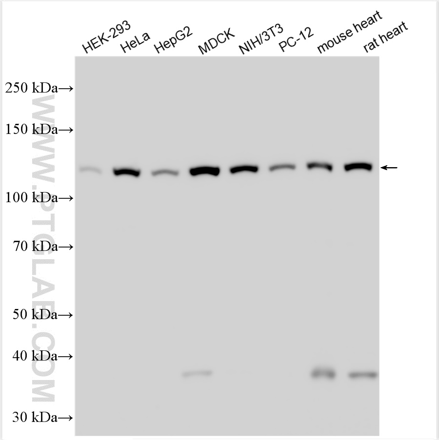 WB analysis using 26520-1-AP