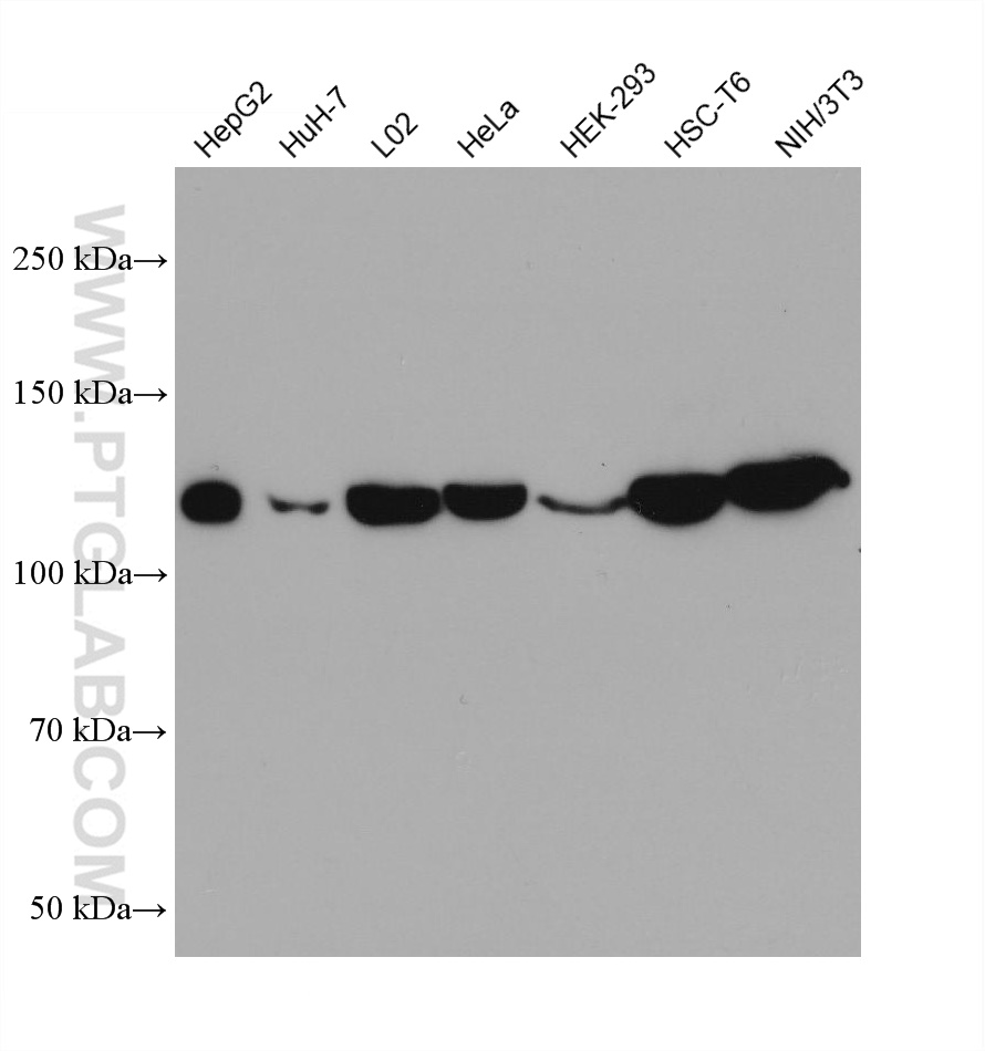 WB analysis using 66305-1-Ig