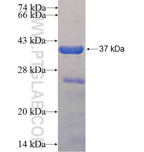 Vinculin fusion protein Ag24946 SDS-PAGE