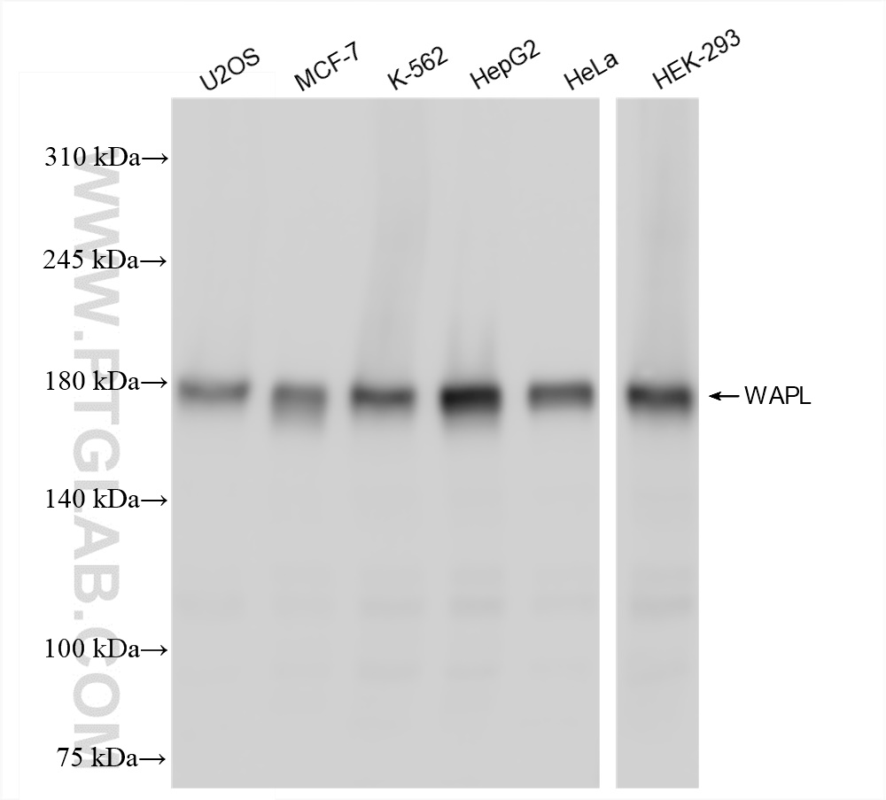 WB analysis using 84877-5-RR (same clone as 84877-5-PBS)