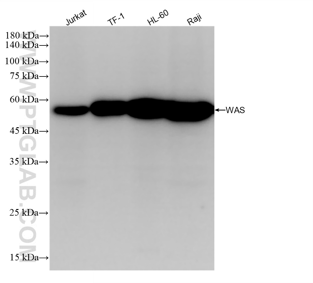 WB analysis using 84714-2-RR