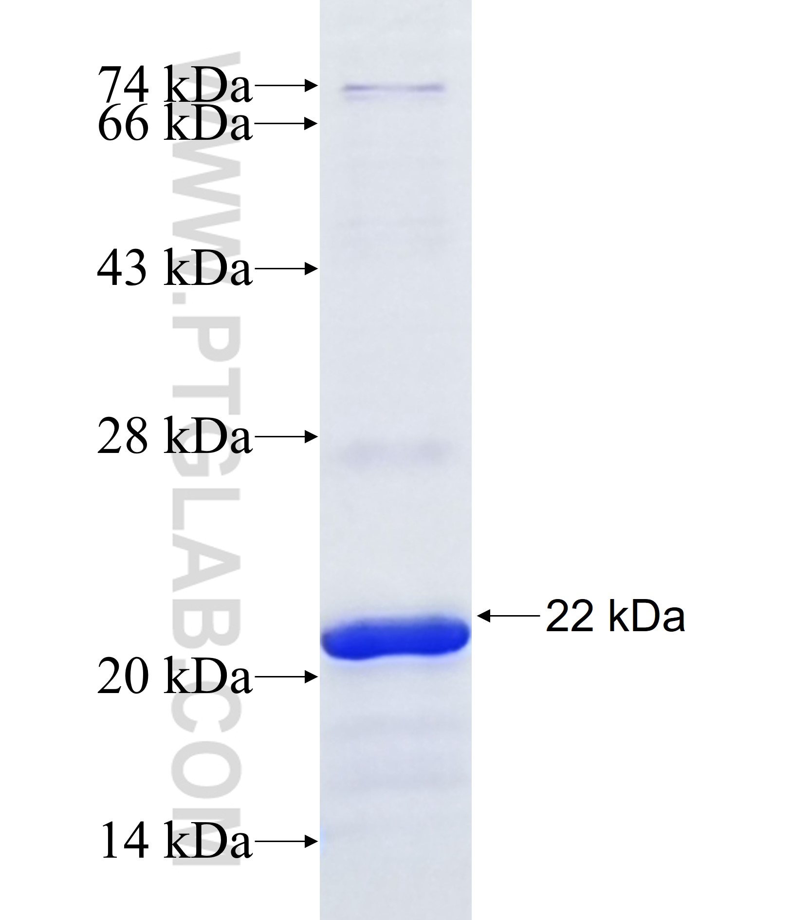 WASF1 fusion protein Ag38113 SDS-PAGE WASF1 fusion protein Ag38113 SDS-PAGE