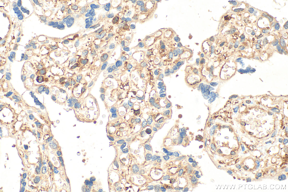 IHC staining of human placenta using 31442-1-AP