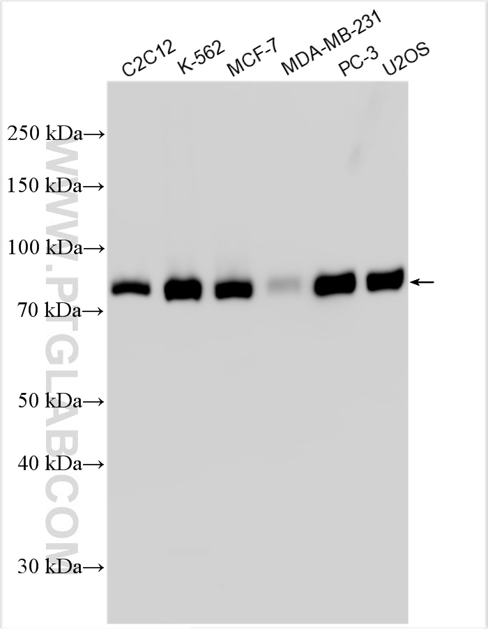 WB analysis using 31442-1-AP