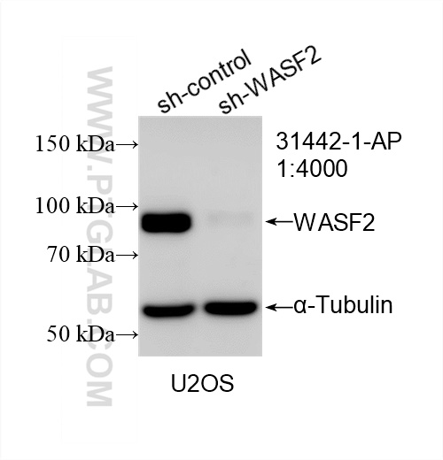 WB analysis of U2OS using 31442-1-AP