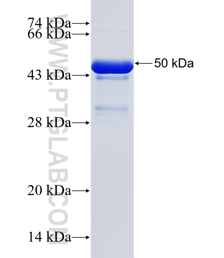 WASF2 fusion protein Ag35663 SDS-PAGE