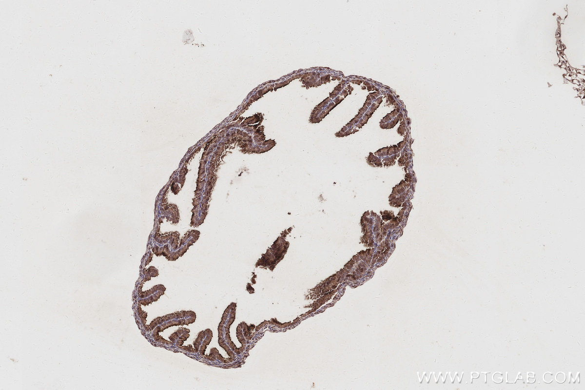 IHC staining of mouse ovary using 67620-1-Ig
