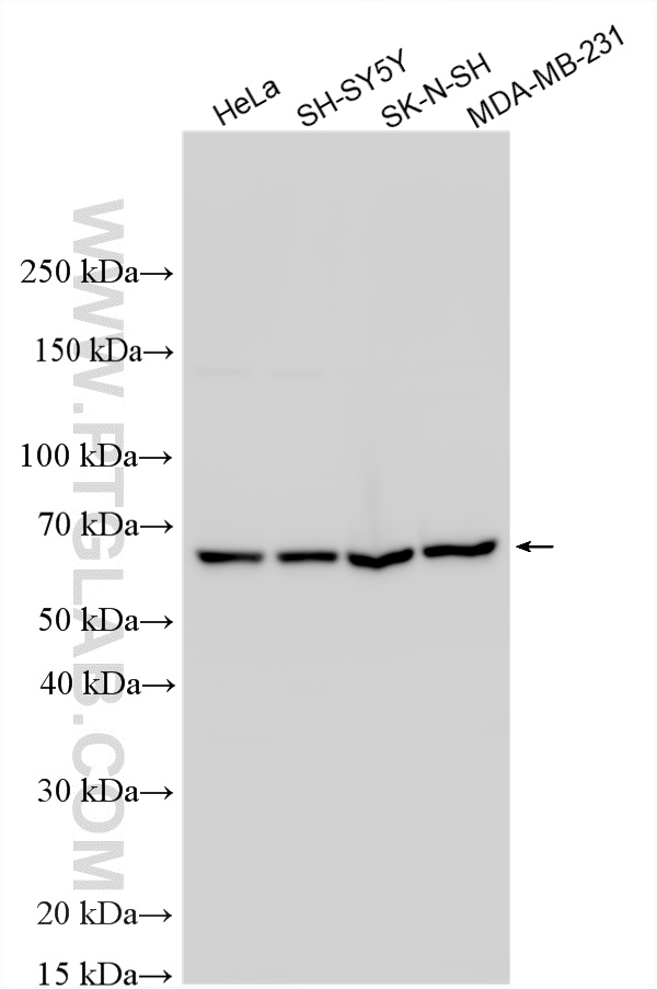 Various lysates were subjected to SDS PAGE followed by western blot with 14306-1-AP (WASL antibody) at dilution of 1:2000 incubated at room temperature for 1.5 hours. WB analysis using 14306-1-AP