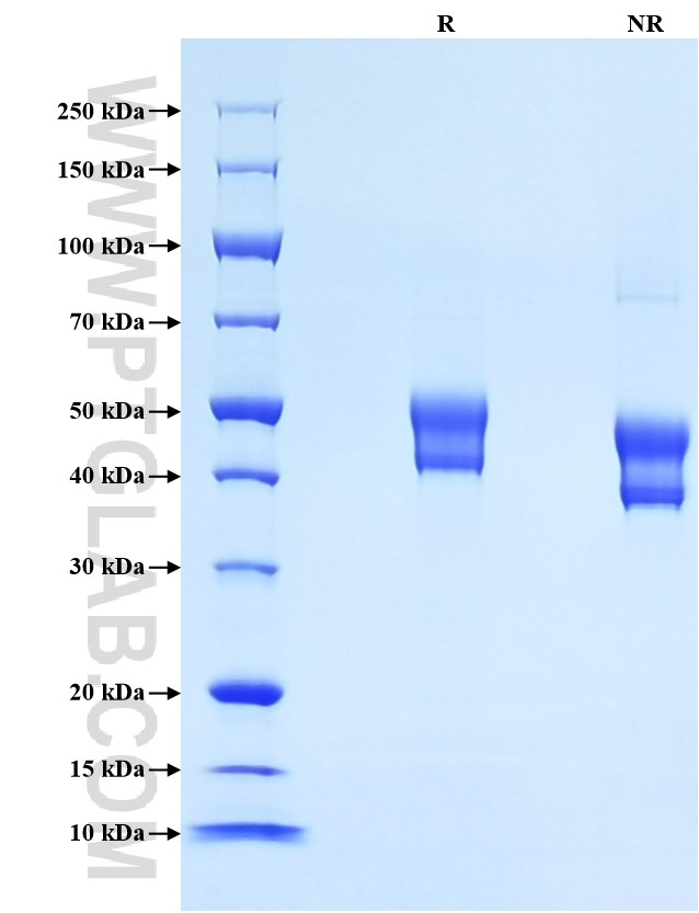 Purity of Recombinant Human Nectin-4 was determined by SDS-PAGE. The protein was resolved in an SDS-PAGE in reducing (R) and non-reducing (NR) conditions and stained using Coomassie blue.