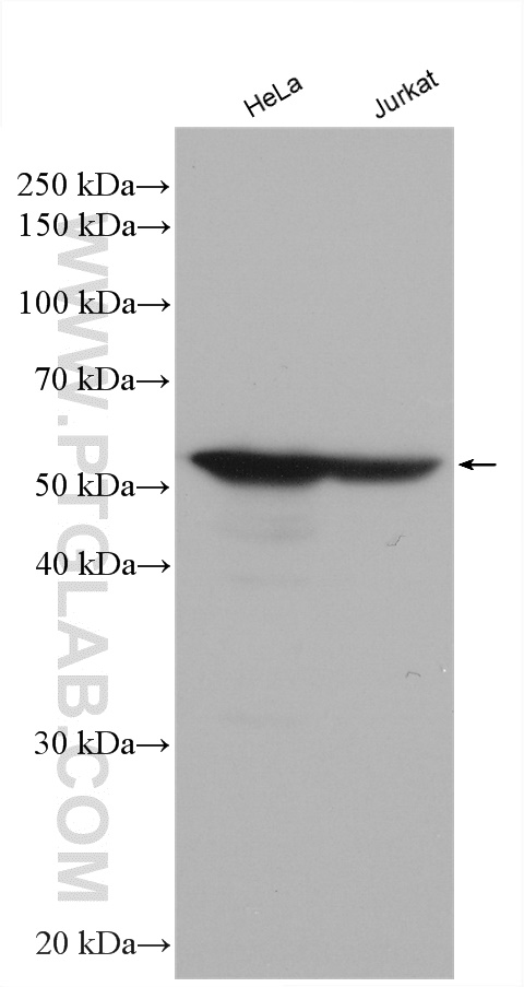 Various cell lysates were subjected to SDS PAGE followed by western blot with anti-Vimentin antibody (10366-1-AP)  labeled with FlexAble HRP Antibody Labeling Kit for Rabbit IgG (KFA005).