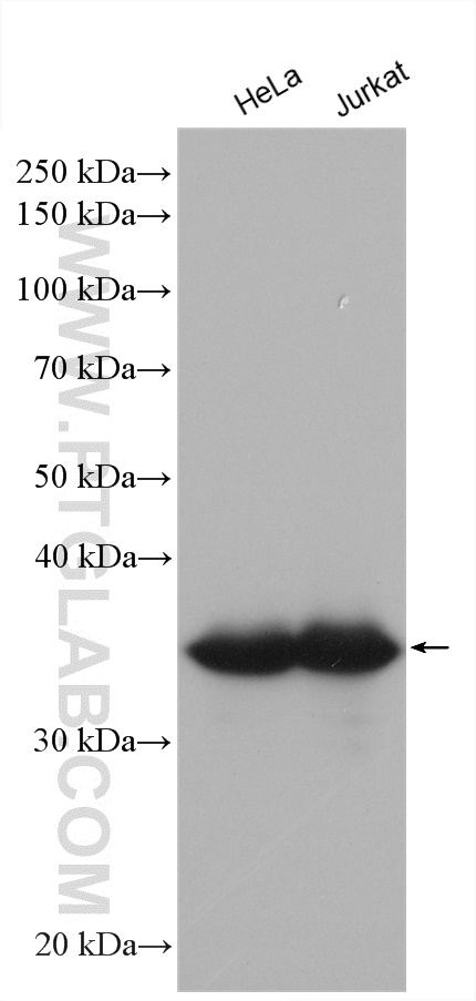 Various cell lysates were subjected to SDS PAGE followed by western blot with anti-GAPDH antibody (10494-1-AP)  labeled with FlexAble HRP Antibody Labeling Kit for Rabbit IgG (KFA005).