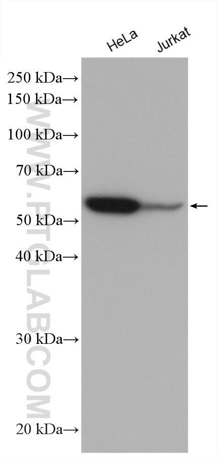 Various cell lysates were subjected to SDS PAGE followed by western blot with anti-Vimentin antibody (60330-1-Ig) labeled with FlexAble HRP Antibody Labeling Kit for Mouse IgG1 (KFA025).