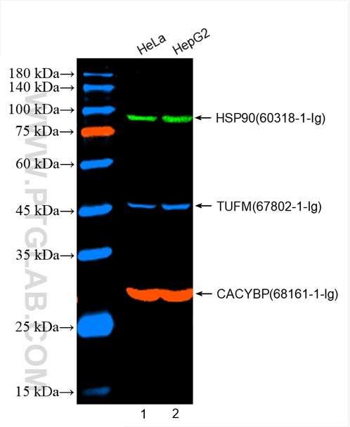 WB of HeLa and HepG2 cell lysates: HeLa and HepG2 cell lysates were detected with anti-HSP90 (60318-1-Ig) labeled with FlexAble CoraLite® Plus 488 Kit (KFA041, green), anti-CACYBP (68161-1-Ig) labeled with FlexAble CoraLite® Plus 555 Kit (KFA042, red) and anti-TUFM (67802-1-Ig) labeled with FlexAble CoraLite® Plus 647 Kit (KFA043, blue).