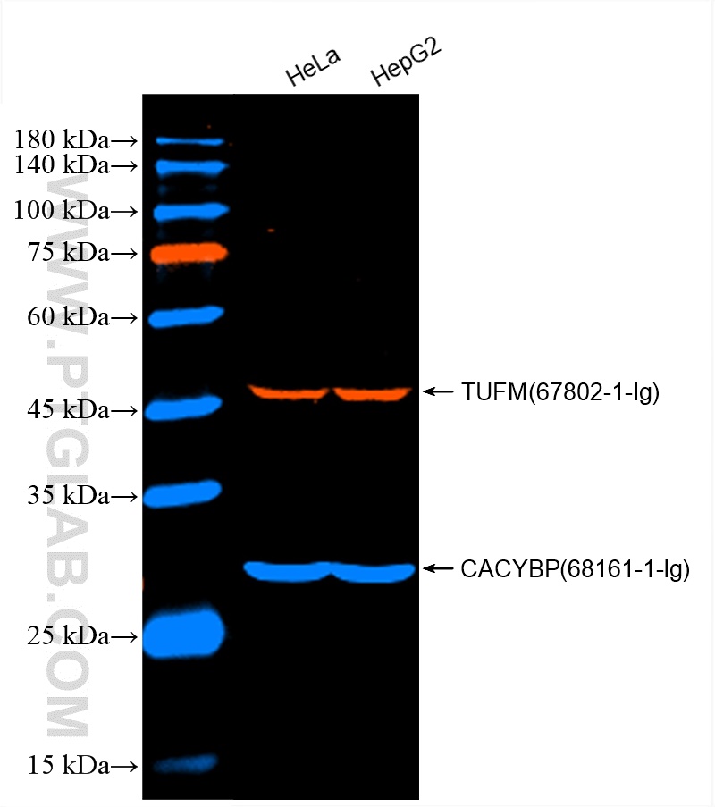 WB of HeLa and HepG2 cell lysates: HeLa and HepG2 cell lysates were detected with anti-TUFM (67802-1-Ig) labeled with FlexAble CoraLite® Plus 555 Kit (KFA042, red) and anti-CACYBP (68161-1-Ig) labeled with FlexAble CoraLite® Plus 647 Kit (KFA043, blue). 