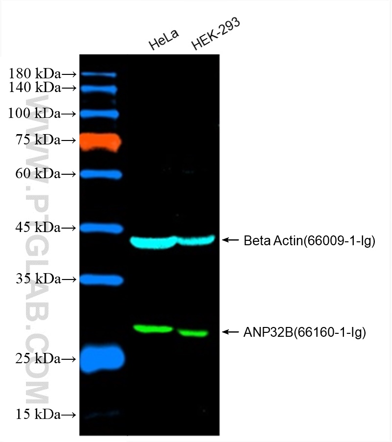 Western Blot of HeLa and HEK-293 cell lysates were detected with anti-Beta Actin antibody (66009-1-Ig) labeled with FlexAble CoraLite Plus 488 (KFA061) and anti-ANP32B antibody (66160-1-Ig) labeled with FlexAble CoraLite Plus 750 (KFA064).