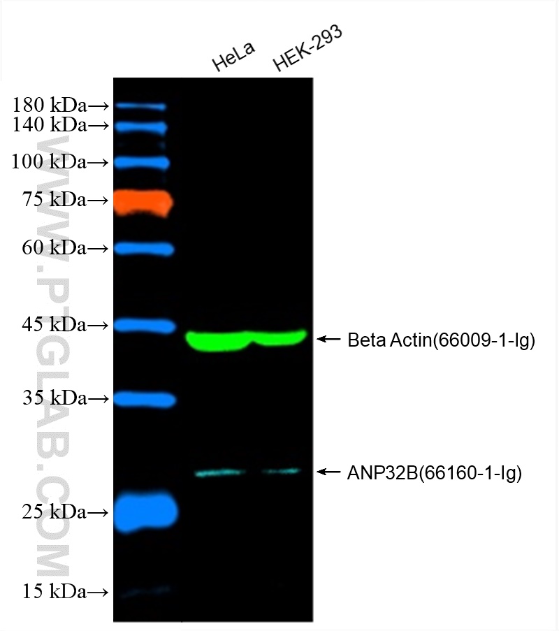 Western Blot of HeLa and HEK-293 cell lysates were detected with anti-ANP32B antibody (66160-1-Ig) labeled with FlexAble CoraLite Plus 488 (KFA061) and anti-Beta Actin antibody (66009-1-Ig) labeled with FlexAble CoraLite Plus 750 (KFA064).