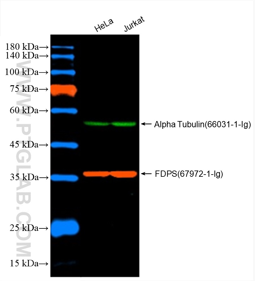Western Blot of HeLa and Jurkat cell lysates were detected with anti-Alpha Tubulin antibody (66031-1-Ig) labeled with FlexAble CoraLite Plus 750 (KFA064)
and anti-FDPS antibody (67972-1-Ig) labeled with FlexAble CoraLite Plus 555 (KFA062).