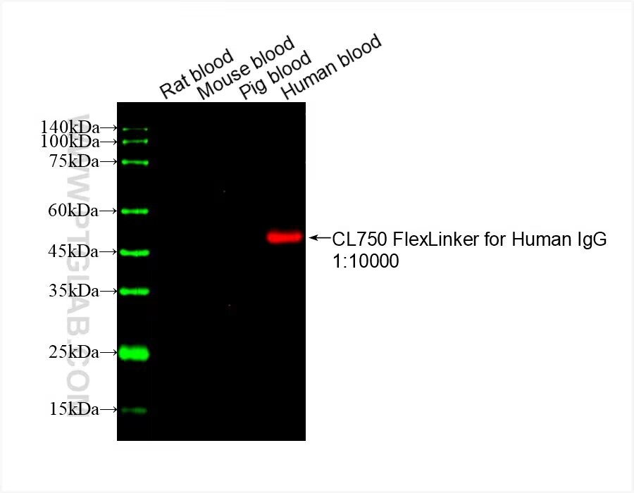 Rat, mouse, pig, and human blood lysate were subjected to SDS PAGE followed by western blot with FlexAble CoraLite Plus 750 for Human IgG at dilution of 1:10000 incubated at room temperature for 1.5 hours.
