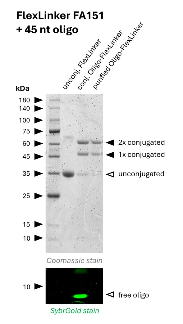 Oligo-Ready FlexLinker for rabbit IgG carrying 2 azide groups (FA151) was conjugated with a 45 nt long DBCO functionalized oligonucleotide to generate Oligo-FlexLinkers. 
Lane 1 shows unconjugated FlexLinker. 
Lane 2 shows successfully conjugated FlexLinker, the SybrGold stain shows excess oligo in this fraction. 
Lane 3 shows the purified Oligo-FlexLinker after removal of excess DNA. Absence of free oligo indicates a clean Oligo-FlexLinker, that is ready for antibody labeling.