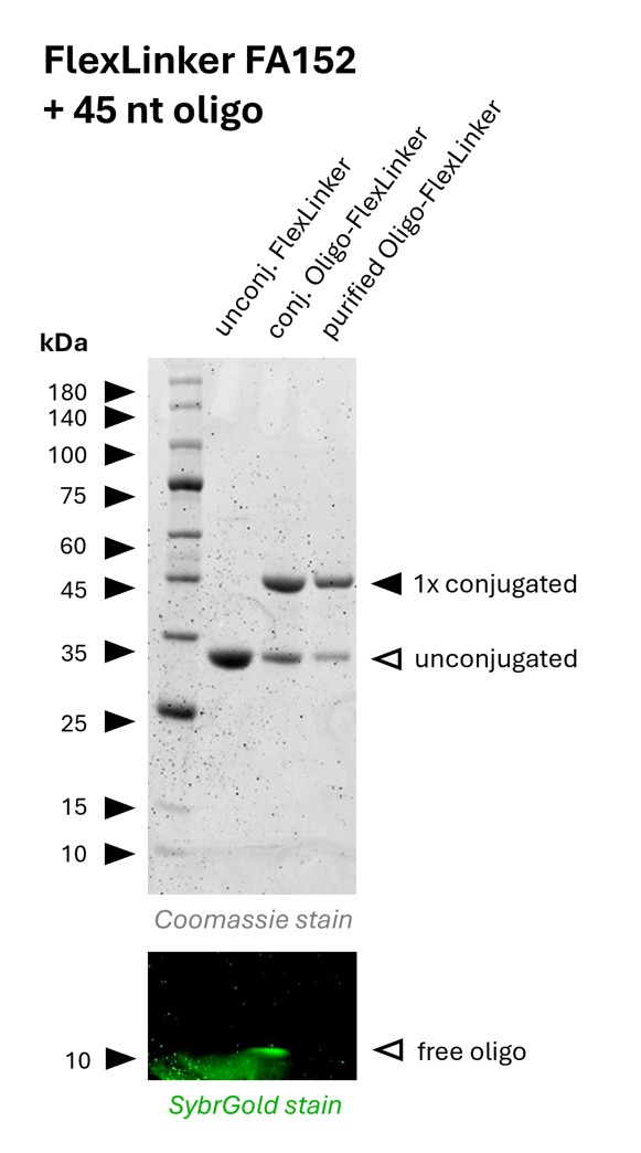 Oligo-Ready FlexLinker for mouse IgG1 carrying 1 azide group (FA152) was conjugated with a 45 nt long DBCO functionalized oligonucleotide to generate Oligo-FlexLinkers. 
Lane 1 shows unconjugated FlexLinker. 
Lane 2 shows successfully conjugated FlexLinker, the SybrGold stain shows excess oligo in this fraction. 
Lane 3 shows the purified Oligo-FlexLinker after removal of excess DNA. Absence of free oligo indicates a clean Oligo-FlexLinker, that is ready for antibody labeling.