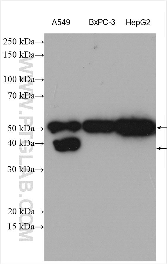 Various lysates were subjected to SDS PAGE followed by western blot with 26864-1-AP (SLC7A11/xCT antibody) at dilution of 1:1000 incubated at room temperature for 1.5 hours.