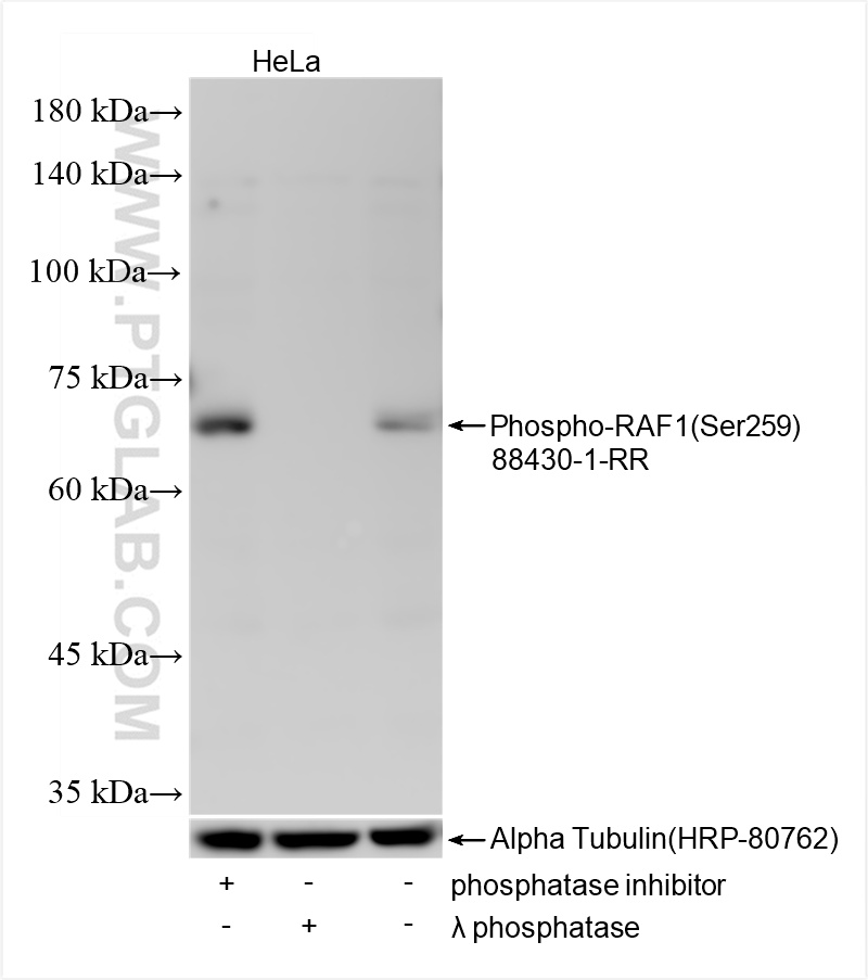 Non-treated HeLa cells, phosphatase inhibitor treated HeLa cells and λ phosphatase treated HeLa cells were subjected to SDS PAGE followed by western blot with 88430-1-RR (Phospho-RAF1 (Ser259) antibody) at dilution of 1:1000 incubated at room temperature for 1.5 hours. The membrane was stripped and re-blotted with Alpha Tubulin (HRP-80762) antibody as a loading control.