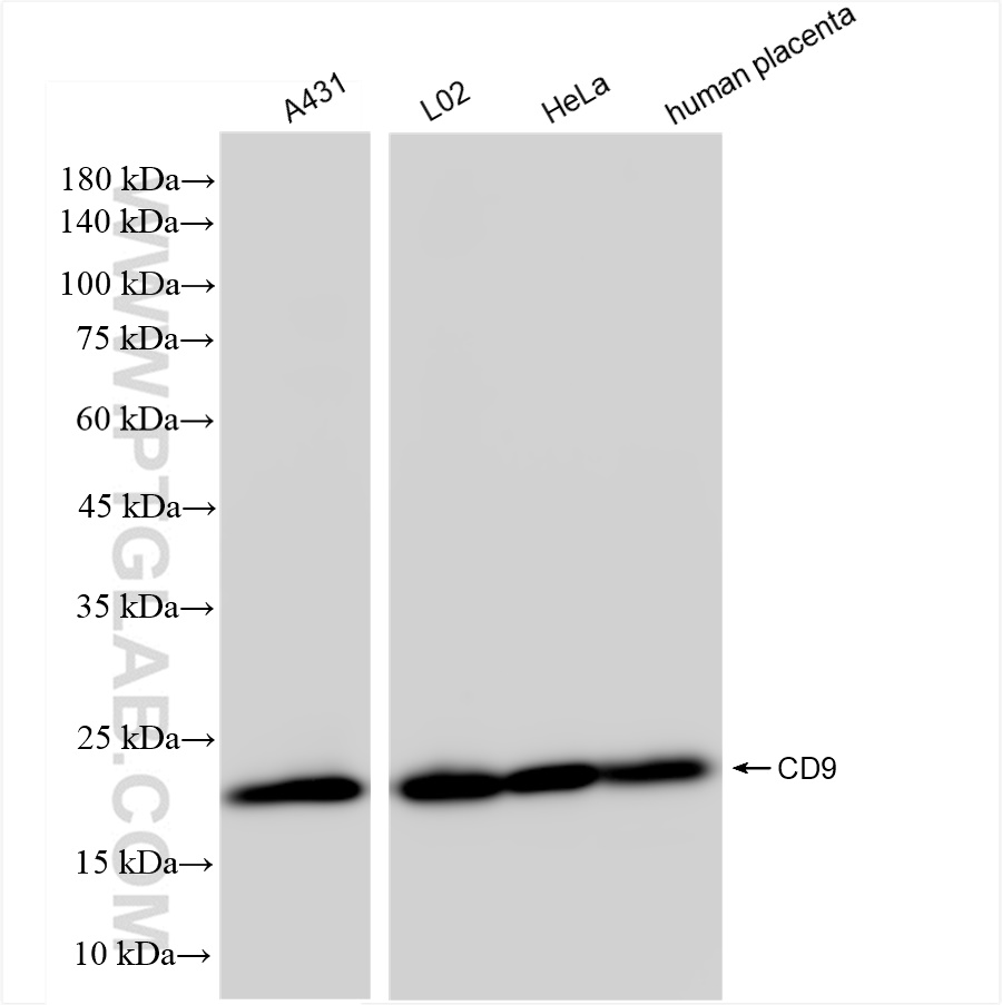 Various lysates were subjected to SDS PAGE followed by western blot with 84142-1-RR (CD9 antibody) at dilution of 1:10000 incubated at room temperature for 1.5 hours.