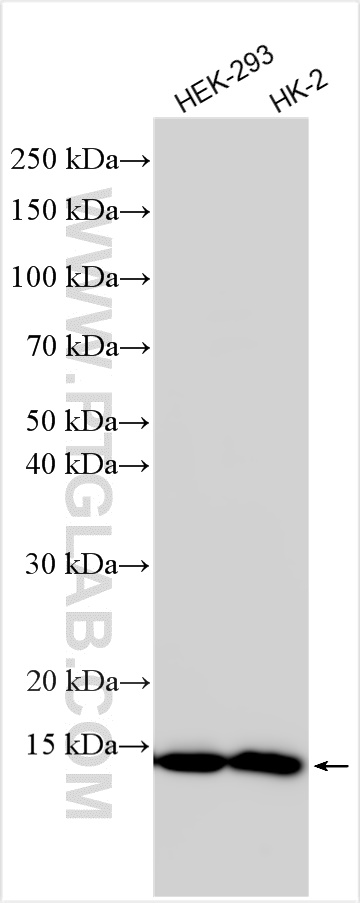 Various lysates were subjected to SDS PAGE followed by western blot with 82957-2-RR (FDX1 antibody) at dilution of 1:3000 incubated at room temperature for 1.5 hours.