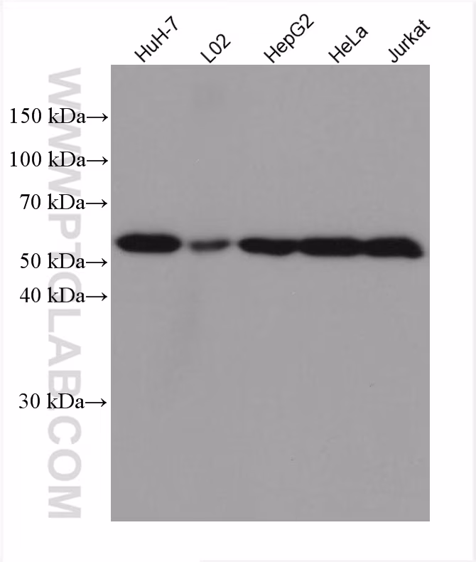 Various lysates were subjected to SDS PAGE followed by western blot with 67702-1-Ig (DLD antibody) at dilution of 1:5000 incubated at room temperature for 1.5 hours.