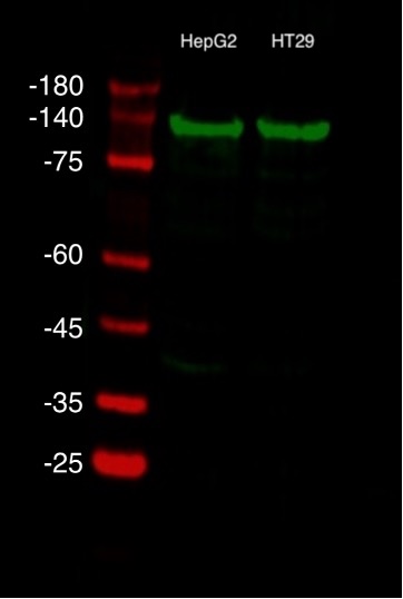 用HepG2细胞和HT29细胞裂解液进行SDS-PAGE实验，随后用Western blot检测。一抗使用经ChemBright CoraLite® Plus 488抗体标记试剂盒（货号：PK30030）偶联的TOM20多克隆抗体（货号：11802-1-AP），稀释比例为1:1000，室温孵育1.5小时。