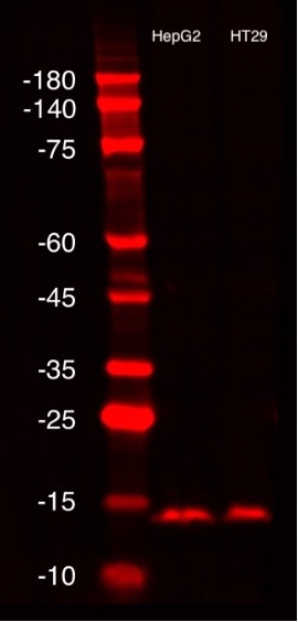 对HepG2和HT29细胞裂解液进行SDS-PAGE实验，随后进行Western blot检测。使用经ChemBright CoraLite® Plus 647抗体标记试剂盒（货号：PK30031）偶联的TOM20多克隆抗体（货号：11802-1-AP），抗体稀释比例为1:1000，室温孵育1.5小时。