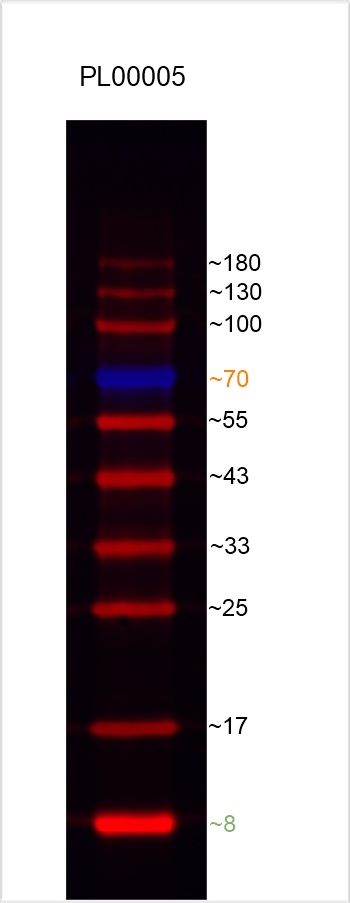 8%-18%的Tris-glycine胶上样2 uL的蛋白ladders,电泳后转PVDF膜,封闭结束后直接使用Bio-Rad的ChemiDoc MP Imaging System设备550 nm(70 kDa)和680 nm(除70 kDa以外)双通道拍摄。 8%-18%的Tris-glycine胶上样2 uL的蛋白ladders,电泳后转PVDF膜,封闭结束后直接使用Bio-Rad的ChemiDoc MP Imaging System设备550 nm(70 kDa)和680 nm(除70 kDa以外)双通道拍摄。